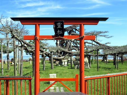 唐崎の松